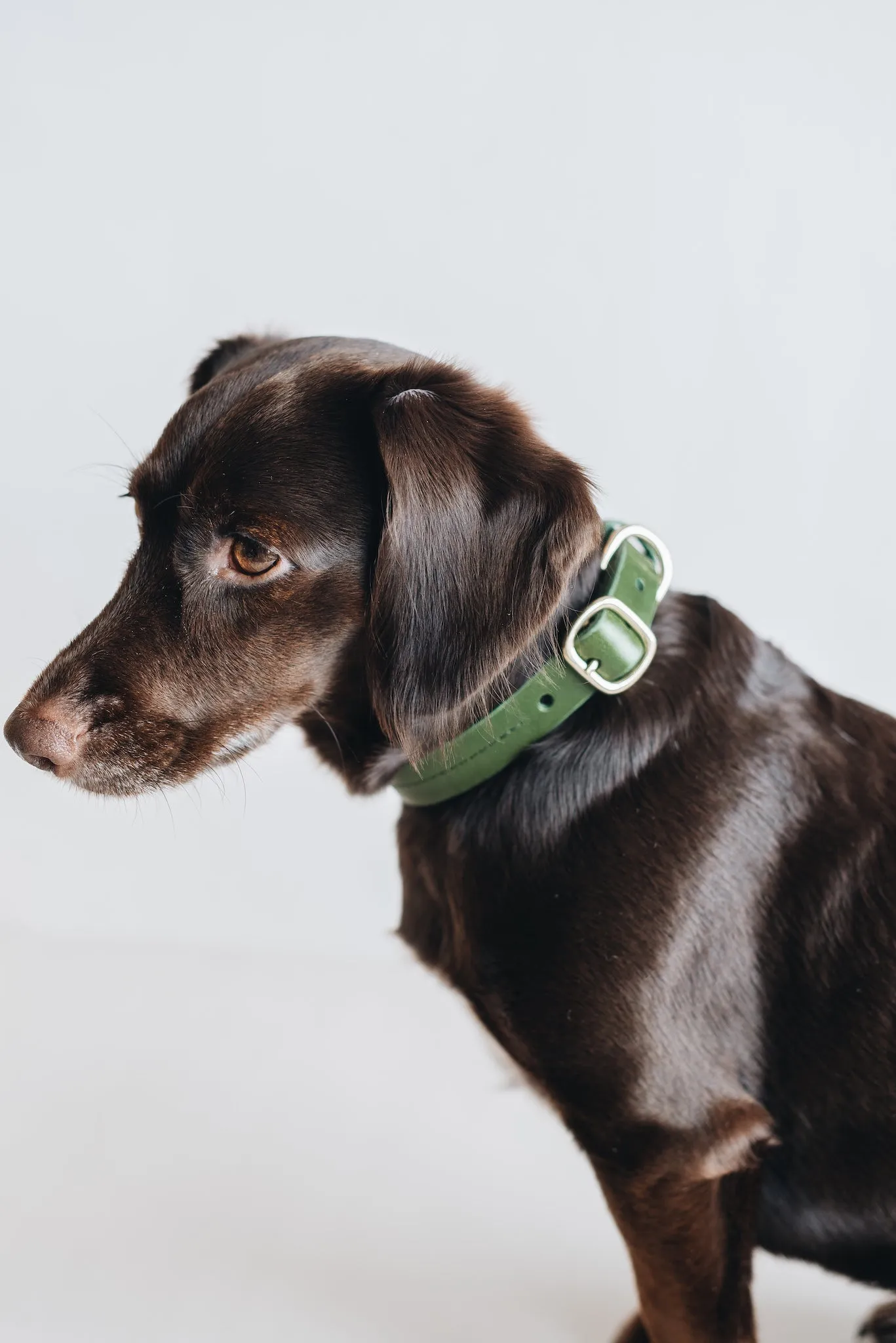 Fir Leather Dog Collar